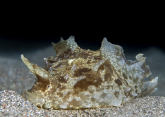 Dolabella auricularia