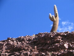 Trichocereus atacamensis