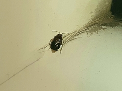 Deraeocoris lutescens