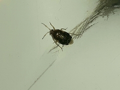 Deraeocoris lutescens