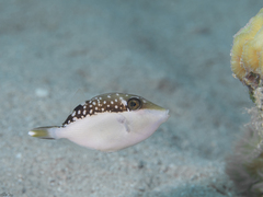 Sufflamen albicaudatum