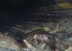 African Eel Bleeny photo 1