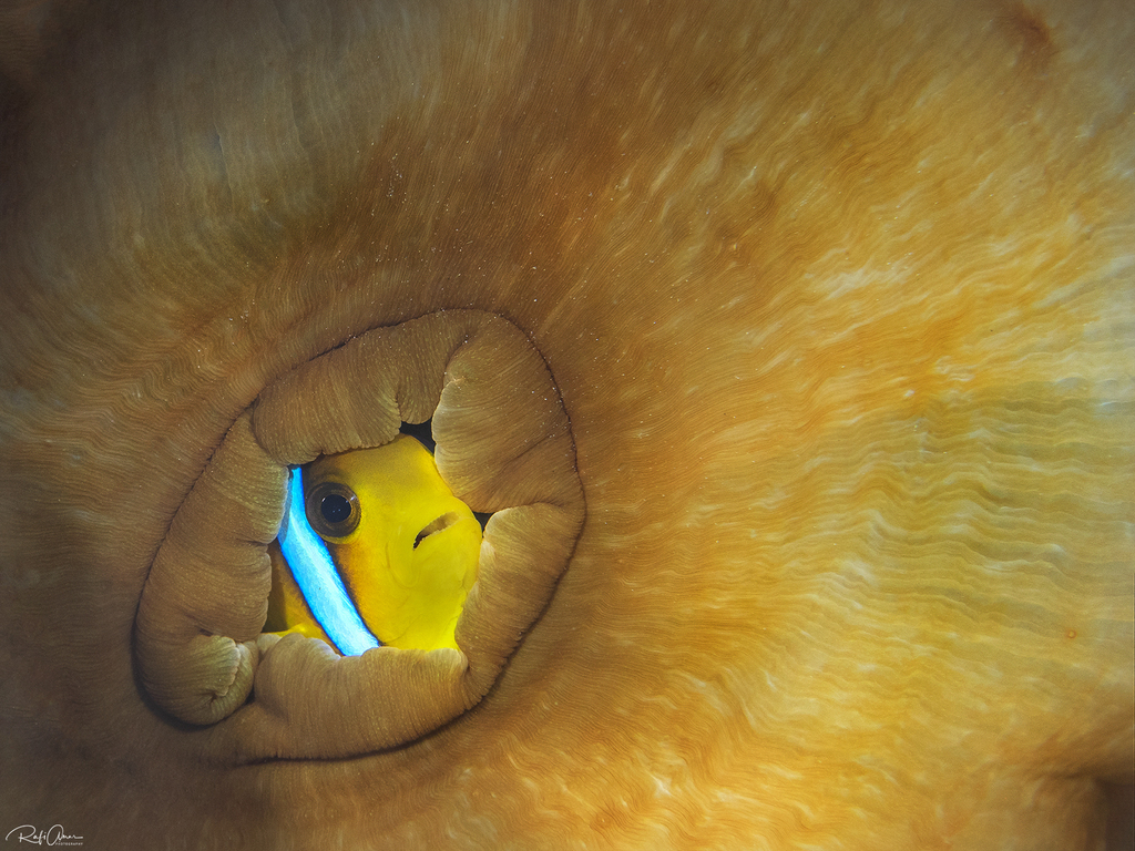 Photo of Two-band anemonefish (Amphiprion bicinctus)