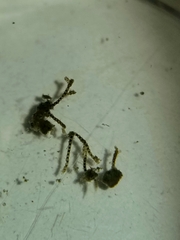 Urnatella gracilis