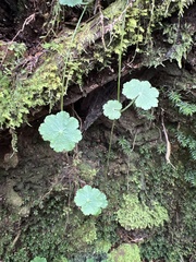 Hydrocotyle sibthorpioides