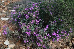 Oscularia cedarbergensis