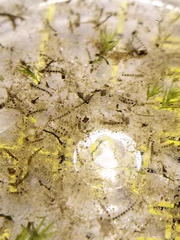 Urnatella gracilis