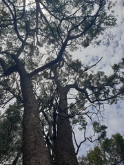 Corymbia intermedia