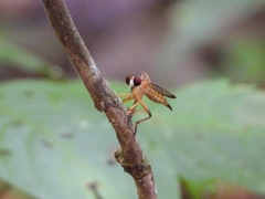 Clephydroneura