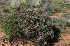 Oscularia cedarbergensis
