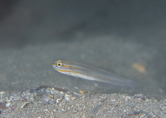 Amblygobius nocturnus