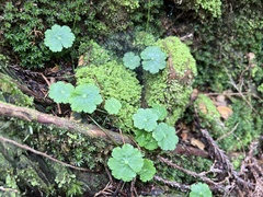 Hydrocotyle sibthorpioides