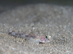 Cabillus nigrostigmus