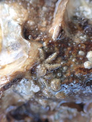 Neohymenicus pubescens