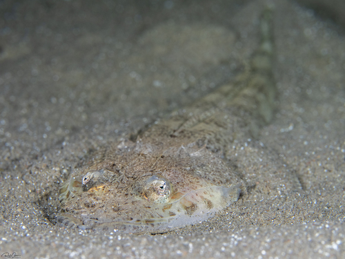 Flathead (Cociella punctata) — Platycephalidae