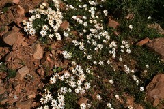 Dimorphotheca pinnata
