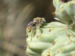 Diadasia