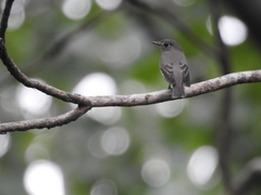 Muscicapa dauurica