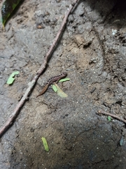 Lepidoblepharis miyatai