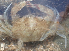 Charybdis japonica