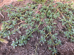 Amaranthus blitoides