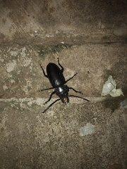 Mallodon chevrolatii