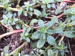Amaranthus blitoides