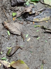 Lepidoblepharis miyatai