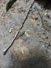 Lepidoblepharis miyatai