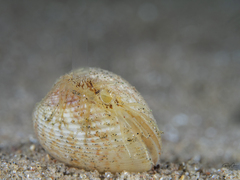Periglypta reticulata