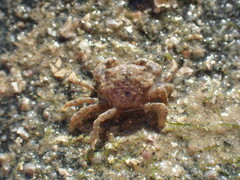 Pilumnus
