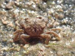 Pilumnus