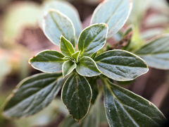 Amaranthus blitoides