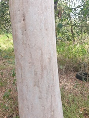 Angophora leiocarpa