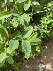 Karwinskia humboldtiana