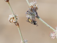 Copestylum marginatum