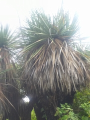 Nolineae