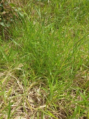 Urochloa eminii