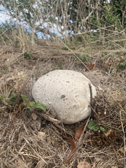Calvatia booniana
