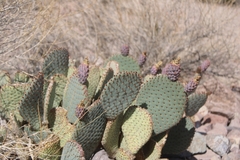 Opuntia basilaris basilaris