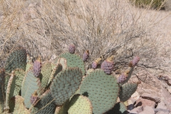 Opuntia basilaris basilaris