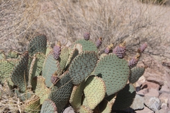 Opuntia basilaris basilaris