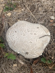 Calvatia booniana