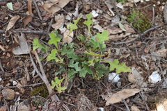 Grevillea dryophylla