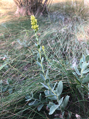 Solidago mollis