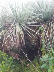 Nolineae