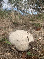 Calvatia booniana