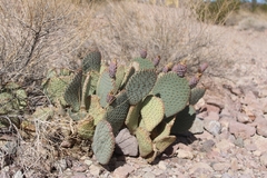 Opuntia basilaris basilaris