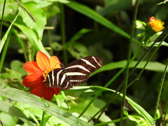 Heliconius charithonia vazquezae
