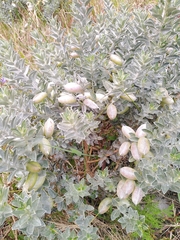 Podalyria sericea
